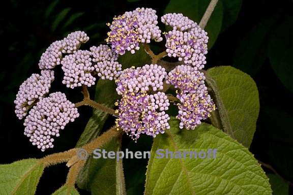 callicarpa pilosissima 3 graphic